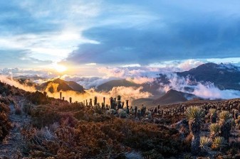 12-Day Colombia Coffee Axis Tour with Bogotá and Los Nevados