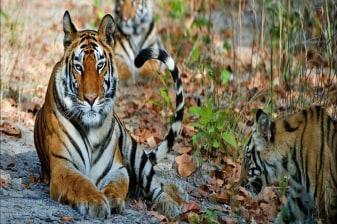4-Day Panna Wildlife Safari with Ken River and Tribal Villages