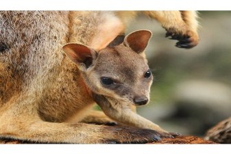 8-Hour Cairns Rainforest and Coral Coast Tour with Kuranda Option