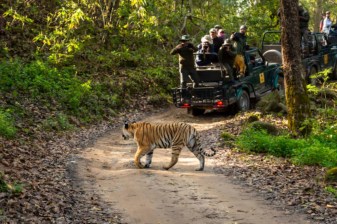 3-Day Jim Corbett National Park Safari from Delhi with Resort Stay