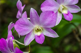 4-Hour Viseisei Village Tour from Nadi with Garden of the Sleeping Giant