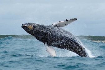 11-Hour Algoa Bay and Addo Elephant Safari with the Big 7 Experience
