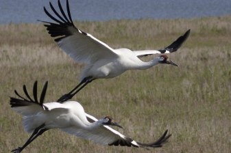 8-Hour Whooping Crane Spotting Tour in Saskatoon with Fall Colours