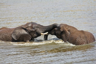 1-Day Glen Afric Reserve Safari from Johannesburg with Elephant Interaction
