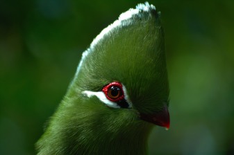 9-Hour Sanctuary Tour in The Crags with Birds of Eden and Monkeyland