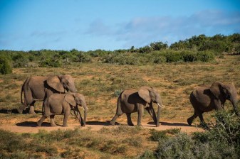 7-Day Garden Route and Addo Safari from Cape Town