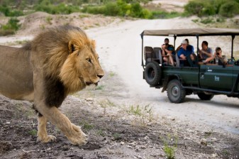 2-Day Madikwe Game Reserve Safari with Big Five Wildlife
