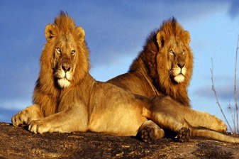 5-Day South Africa Safari and Cultural Tour with Pilanesberg and Soweto