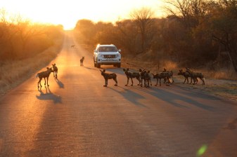 3-Day Kruger National Park Game Drive from Johannesburg or Pretoria