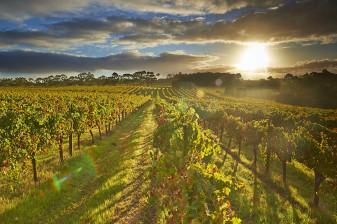 Full Day Margaret Wine Tour