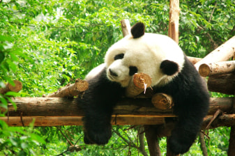 2-Hour Private Walking Tour of Chengdu Panda Base with Red Pandas
