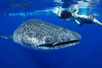 1-Day Oslob Whale Shark Watching Tour with Tumalog Falls