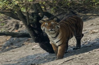 3-Day Sundarbans Wildlife Safari from Kolkata with Village Stay