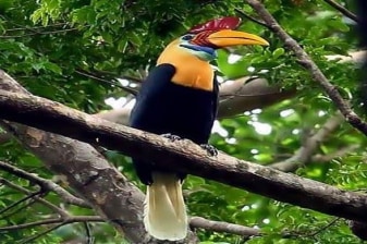 3-Day Tangkoko Wildlife Adventure with Homestay and Night Walks