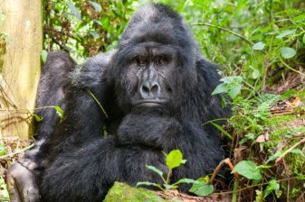 3-Day Uganda Gorilla Trekking Safari with Lake Bunyonyi Stay