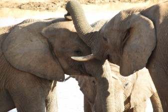 8-Hour Addo Elephant National Park Safari from Port Elizabeth
