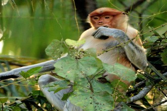 8-Hour Bongawan River Cruise in Sabah with Fireflies and Sky Mirror