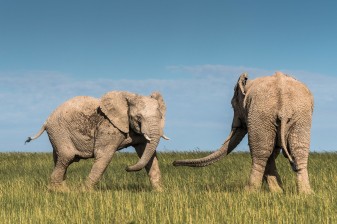 9-Hour Addo Elephant National Park Safari with Big Five Viewing
