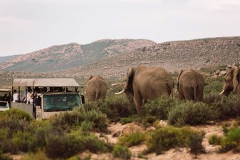 8-Hour Cape Town Safari to a Game Reserve