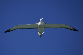6-Hour Dunedin City and Otago Peninsula Tour with Albatross Colony