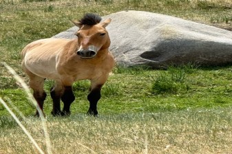 10-Day Orkhon Valley and Karakorum Tour with Khustai National Park