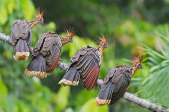 5-Day Amazon Rainforest Tour from Manaus with Anavilhanas Cruise