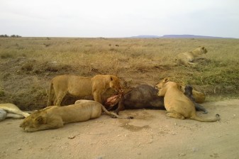 4-Day Kruger National Park Safari from Johannesburg with Panorama Route