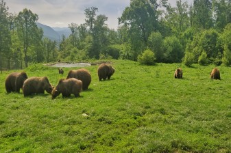 4-Day Transylvania Golden Circle Tour with Bears, Bran and Sighisoara