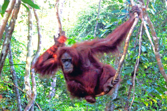 2-Day Bukitlawang Jungle Trekking Tour with Bohorok River Experience