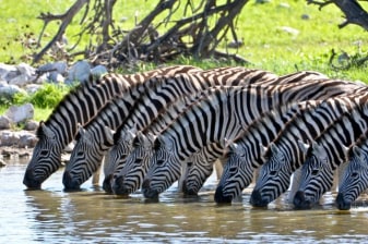 4-Day Kruger National Park Safari from Johannesburg with Panorama Route