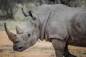 10-Hour Wildlife Tour of Port Elizabeth with Kragga Kamma and Addo
