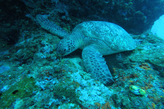 4-Day Scuba Diving and Snorkelling in Bunaken with Resort Stay