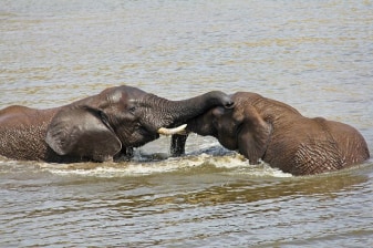 7-Day South Africa Adventure Tour with Kruger and St Lucia