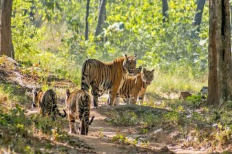 8-Day Golden Triangle and Kanha Tiger Safari Tour from Delhi