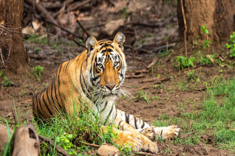 1-Day Sariska and Jhalana Safari from Delhi with Two Jeep Safaris