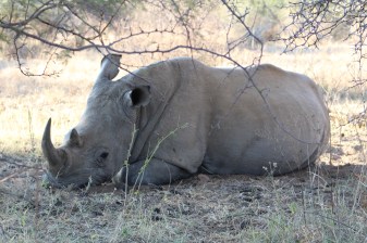 6-Hour Dinokeng Big 5 Safari from Johannesburg with Private Transfers