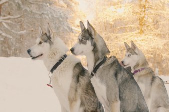 3-Hour Husky Sledge Ride in Kuusamo and Rukatunturi