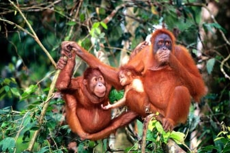 12-Hour Orang Utan Island and Ipoh Tour from Kuala Lumpur