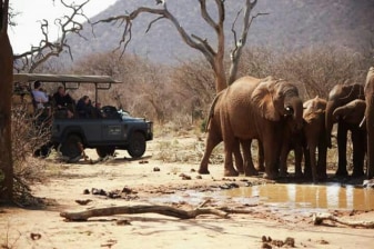 8-Hour Madikwe Game Reserve Safari with Sundown Game Drive