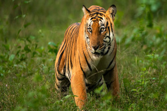 1-Day Sariska Tiger Reserve Safari from Delhi with Lunch