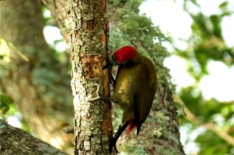 3-Hour Bird Watching Tour in Knysna at Lake Pleasant