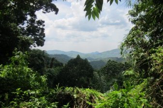 8-Day Kalimantan Wildlife and Meratus Mountains Tour from Palangkaraya