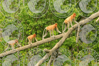 1-Day Proboscis Monkey River Cruise in Kota Kinabalu with Fireflies