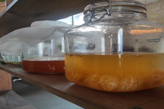 1.5-Hour Kombucha Making Workshop in Larnaca with Tasting