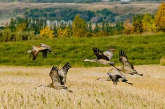 3-Hour Beaver Creek Nature Tour with Birdwatching at Cranberry Flats