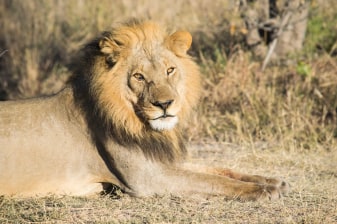 12-Day South Africa Safari and Garden Route Tour with Cape Winelands
