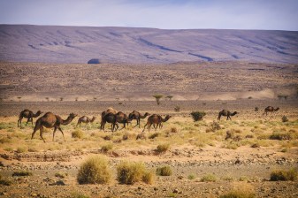 3-Day Morocco Desert Adventure from Marrakech with Erg Chigaga