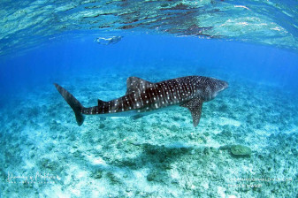 5-Day Maldives Island Escape in Adh. Dhigurah with Whale Sharks