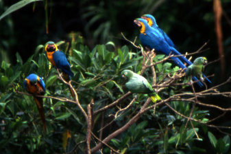 6-Day Bird Watching Expedition in Tambopata with Collpa Chuncho Camp