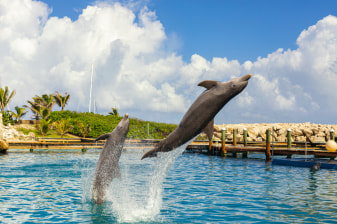 8-Hour Rosario Islands Snorkeling Tour from Cartagena with Plankton